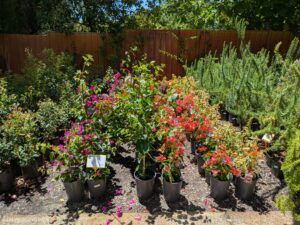 Bougainvillea