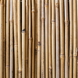 Bamboo