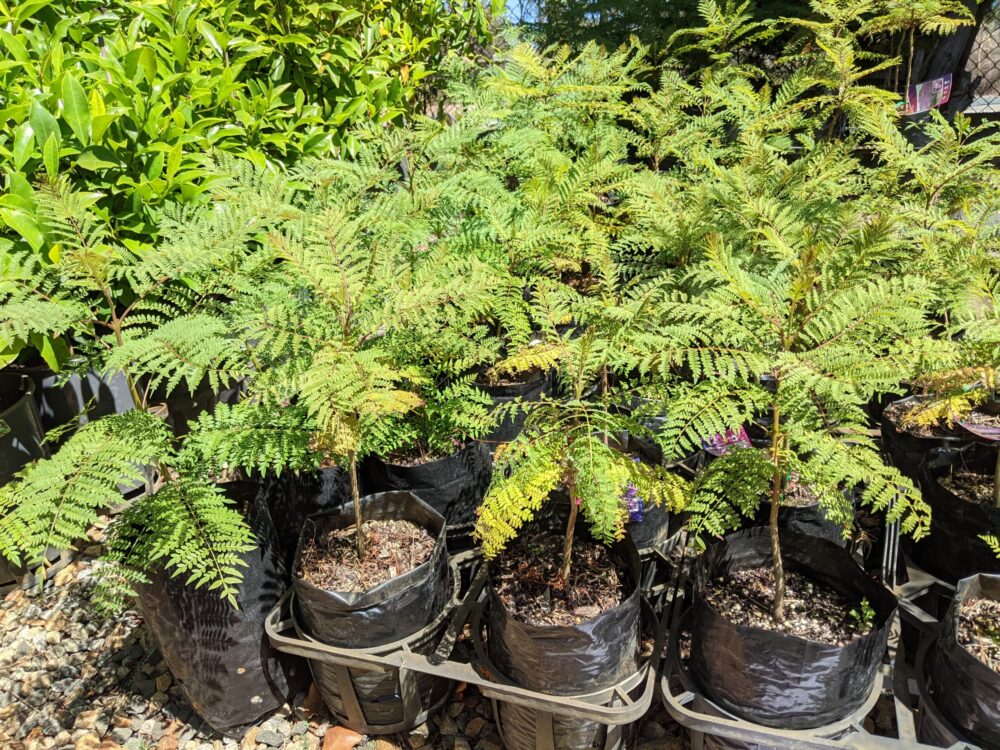 Jacaranda mimosifolia - Image 3