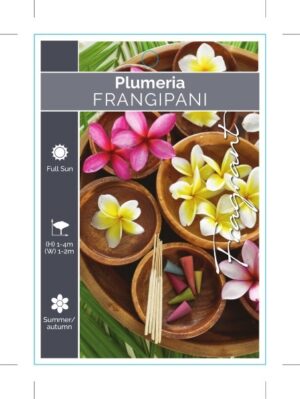 Frangipani Plumeria