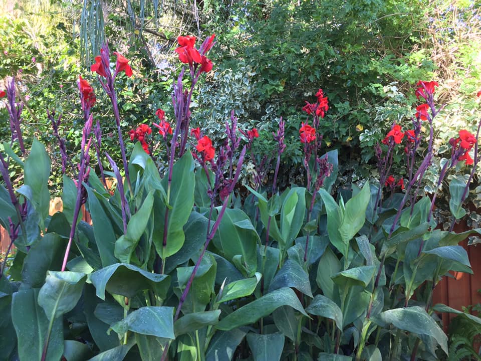 Canna Lily - Red - Tropicana - Isabella's Hydroponic NurseryOakabella ...