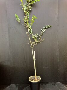 miniature chinese elm