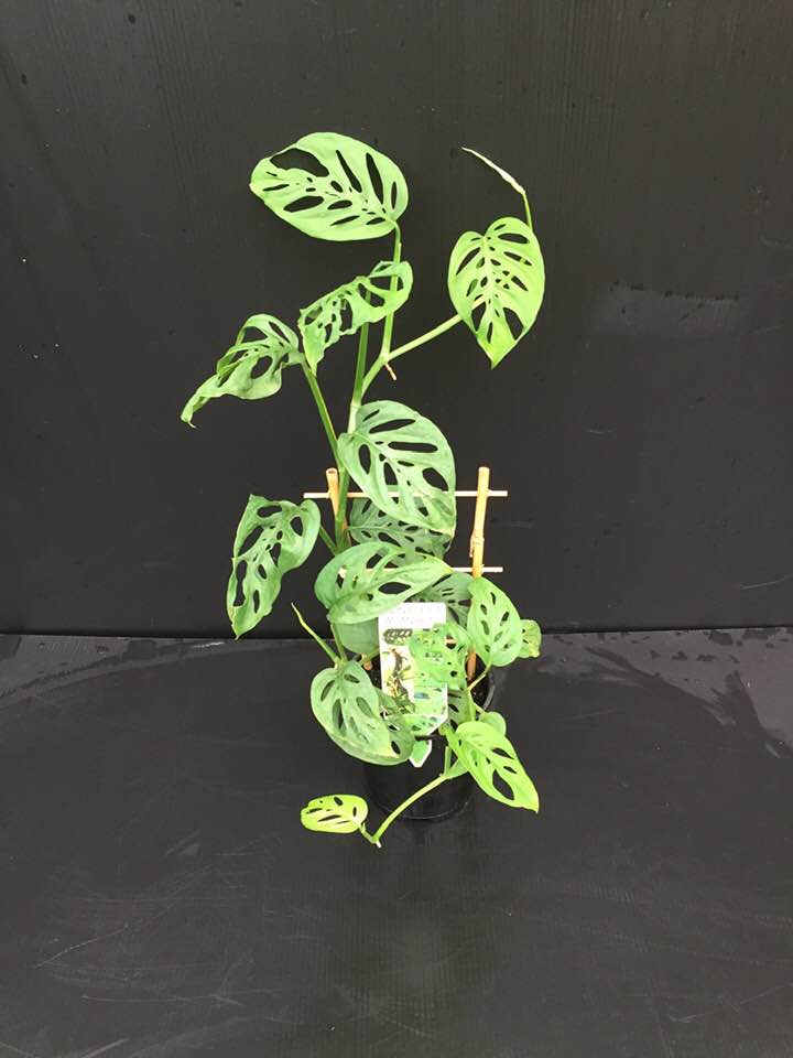 Monstera Adansonii/Swiss Cheese plant Isabellas