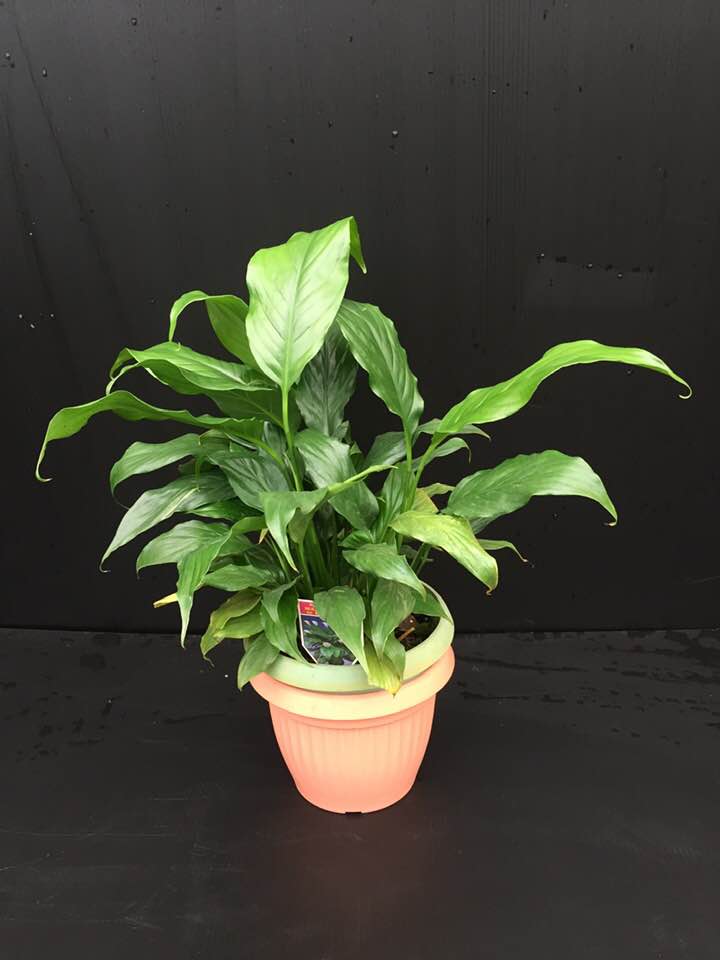 Peace Lilly/Spathiphyllum - Medium - Isabella's Hydroponic Nursery ...