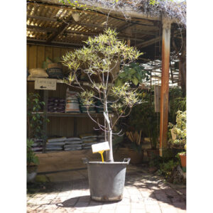 Queensland Bottle Tree