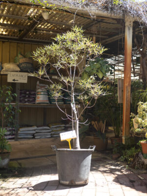 Queensland Bottle Tree