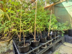 Moringa oleifera Tree