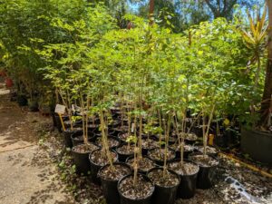 moringa oleifera